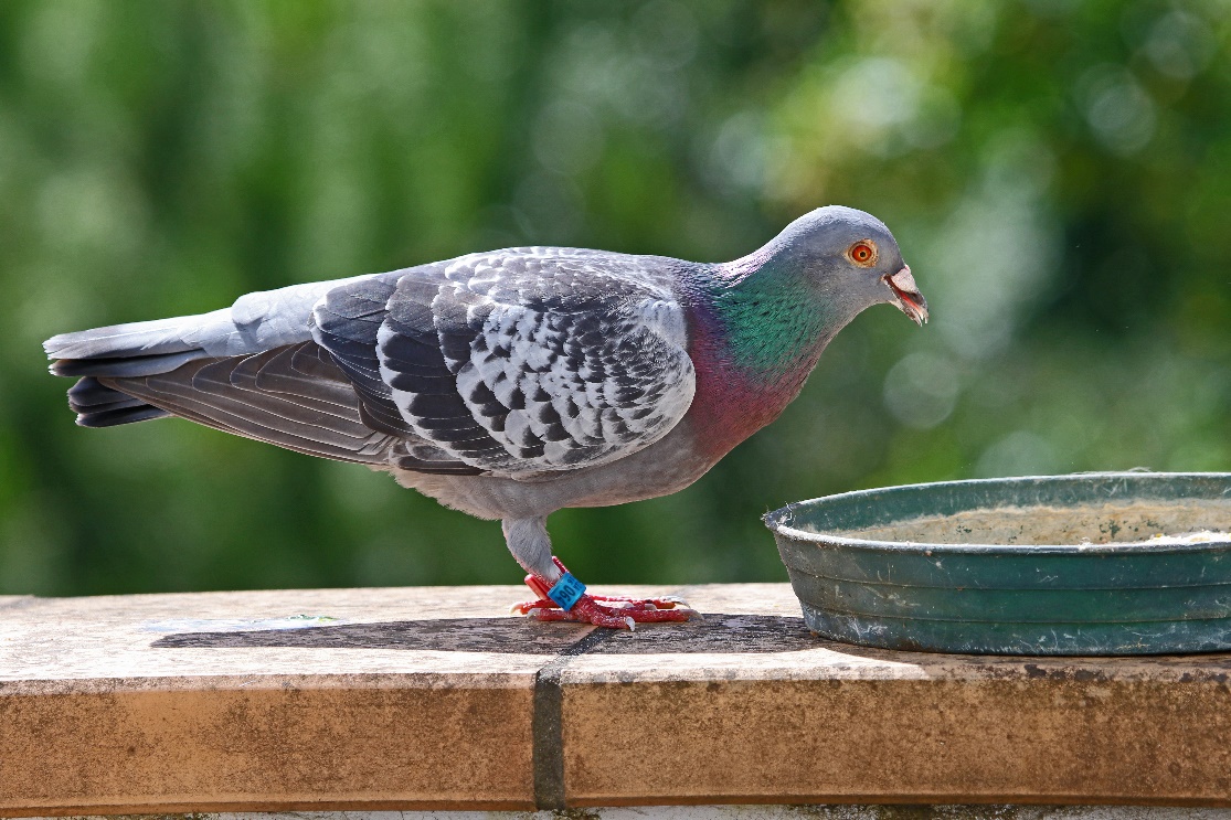 Homing Pigeons vs. Carrier Pigeons Are They the Same? My Passion For